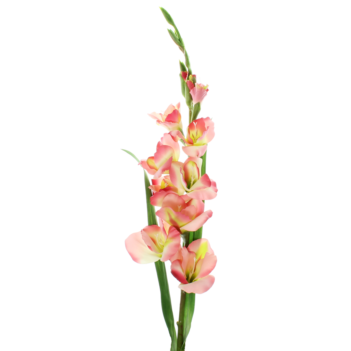 Rose Gladiolus Stem by Ashland®