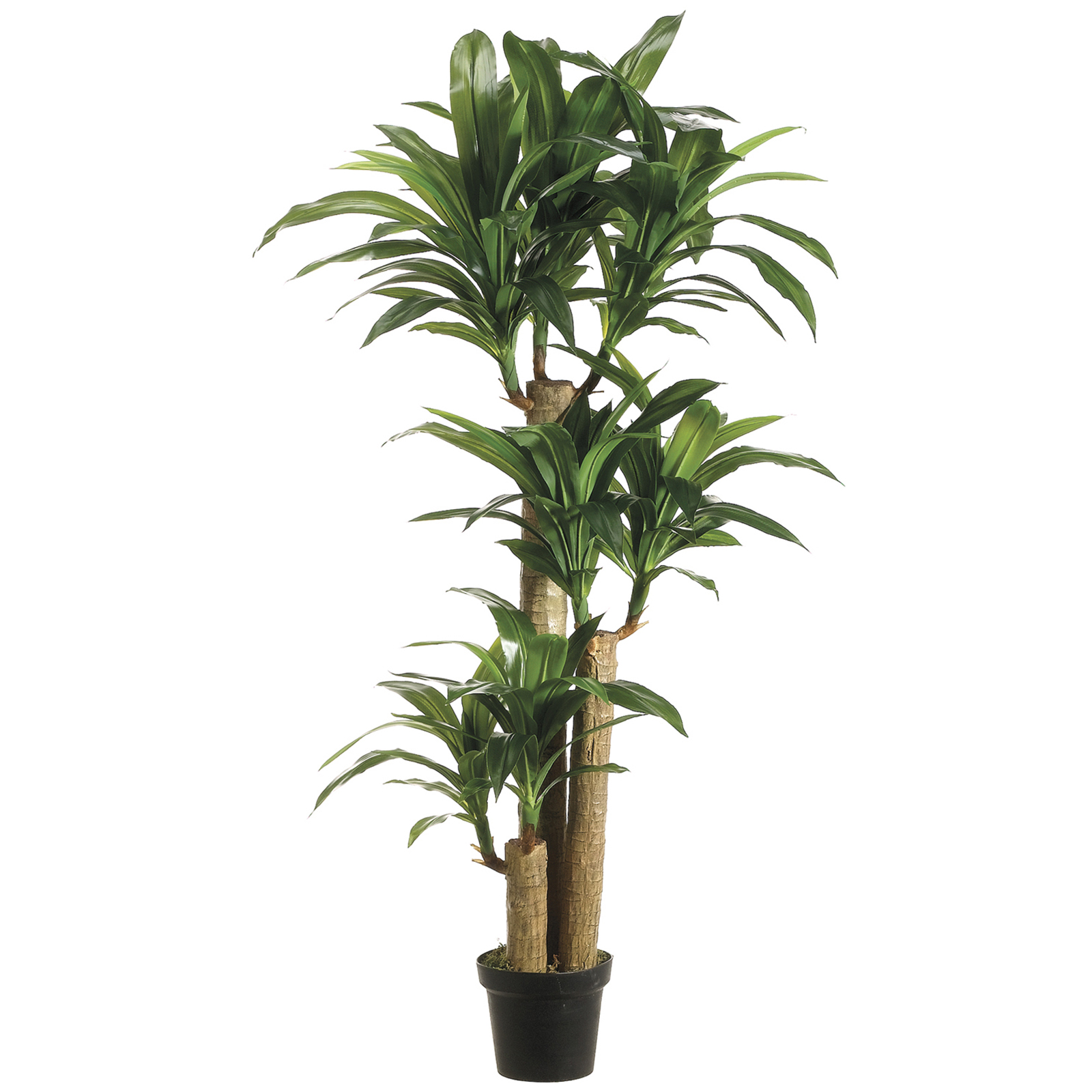 5 Ft. Tropical Dracaena Tree